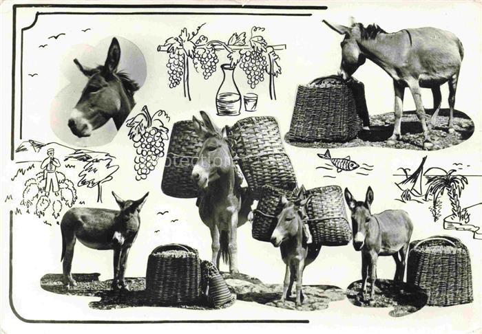 Esel Donkey Ane Burro Asno Asino-- Trauben Wein