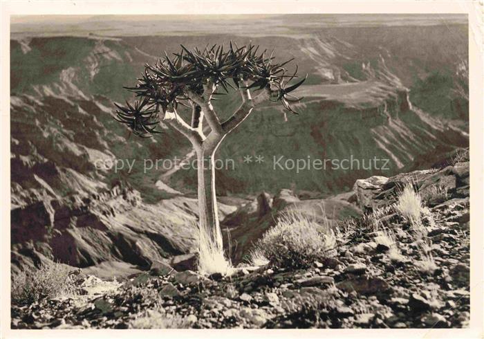 Kakteen Cacti Cactus-- Kandelaber Aloe am Fischfluss Kanyon