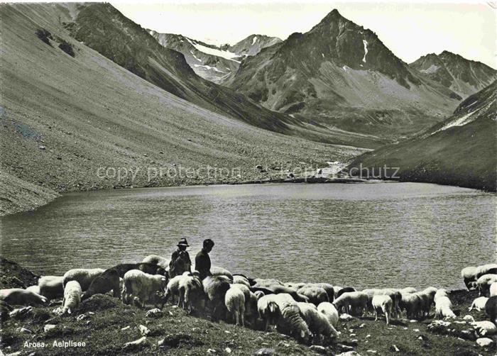 Schaeferei Sheperding Bergerie-- Arosa Aeplisee