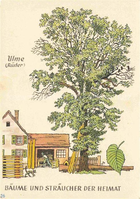 Baeume Trees Arbres Arboles Ulme Ruester Straeucher de Heimat