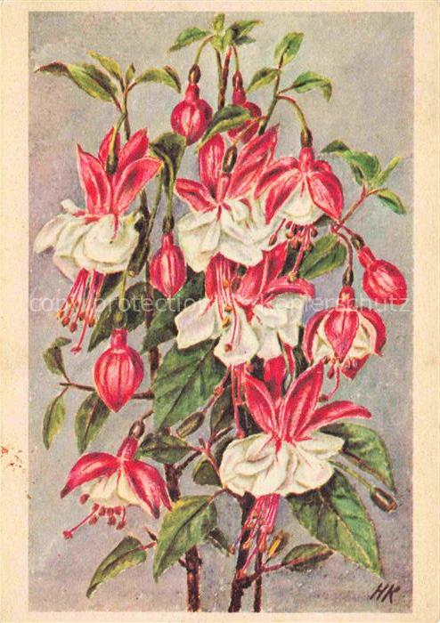 Glockenblume Bellflower Campanule Campanilla Camapanula-- Krebs Hedwig