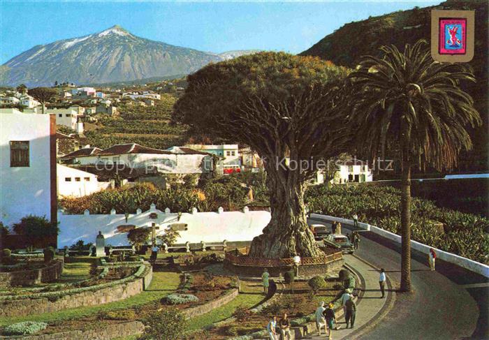 Icod de los Vinos Tenerife Islas Canarias ES El Drago Millenario