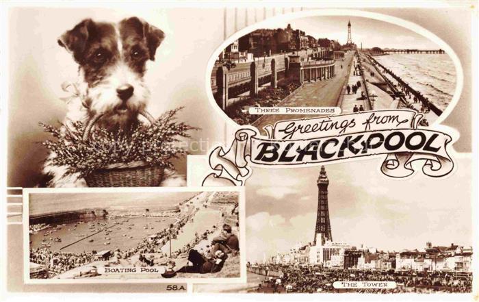 BLACKPOOL  UK Hund The Tower Boating Pool
