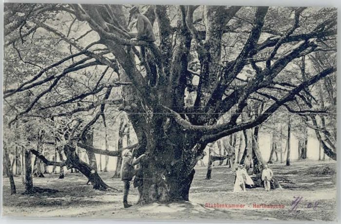 Stubbenkammer Ruegen Stubbenkammer Herthabuche
