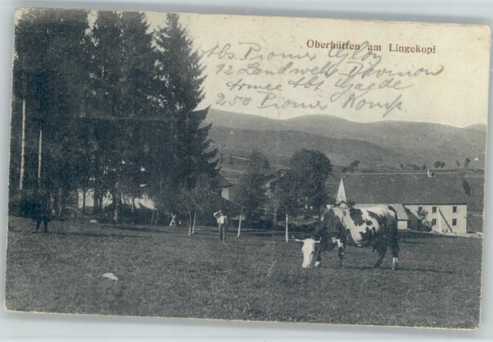 Oberhuetten Elsass Oberhütten Kuh