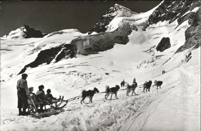 Jungfrau BE Jungfrau Polarhunde