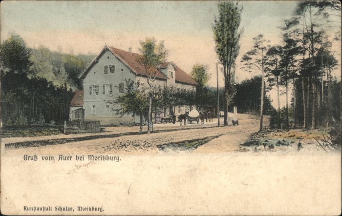 Moritzburg Sachsen Moritzburg Auer