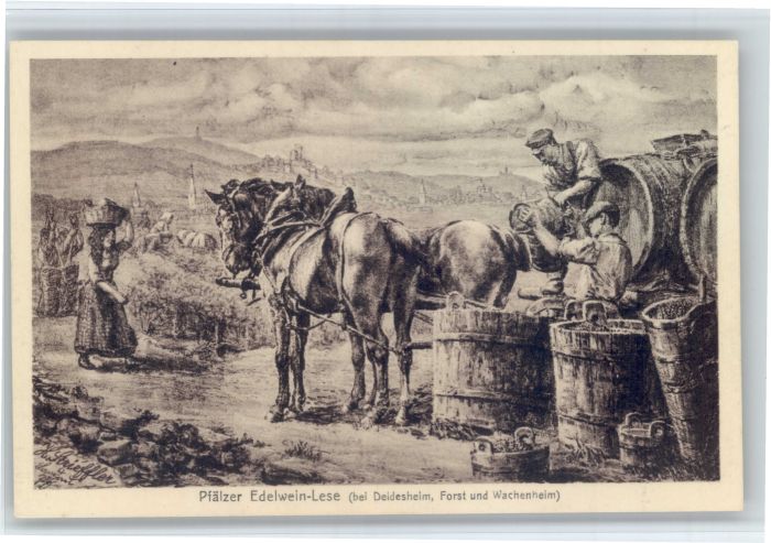 Deidesheim Edelweiss Lese