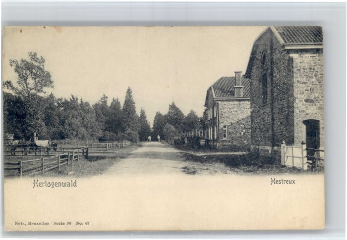 Hestreux Hertogenwald Pferd