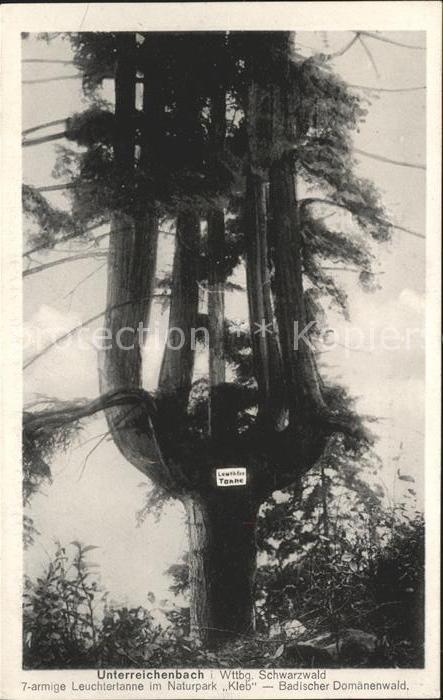 Unterreichenbach Calw 7-armige Leuchtertanne im Naturpark Kleb