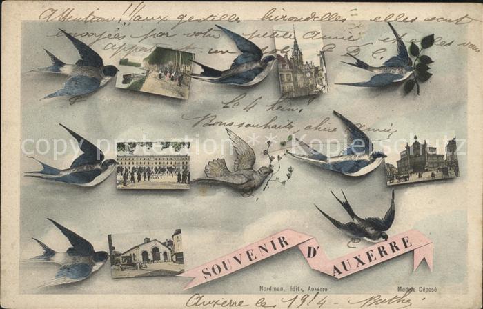 Auxerre Briefschwalben Oiseau