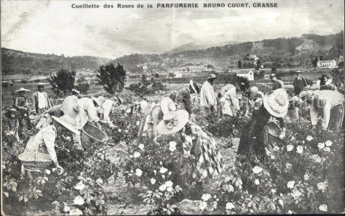 Grasse Alpes Maritimes Cueillette des Roses Parfumerie Bruno C
