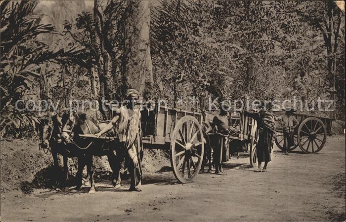 Java Indonesien Batavia Pferd