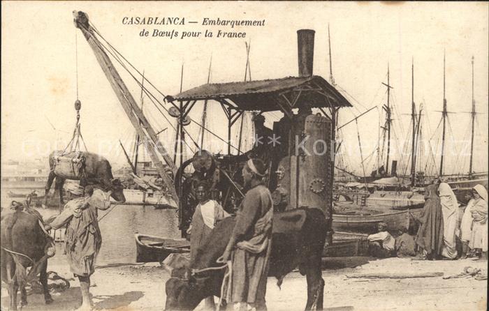 Casablanca Embarquement de Boeufs pour la France
