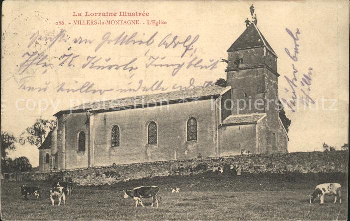 Villers-la-Montagne Eglise Vaches