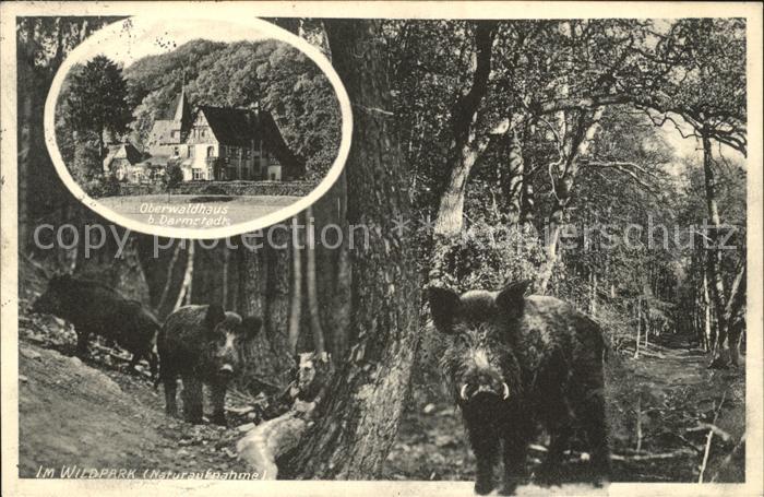 Darmstadt Oberwaldhaus Wildpark Schweine