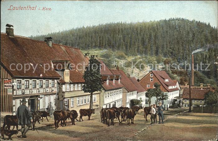 Lautenthal Harz Hirte Rinder