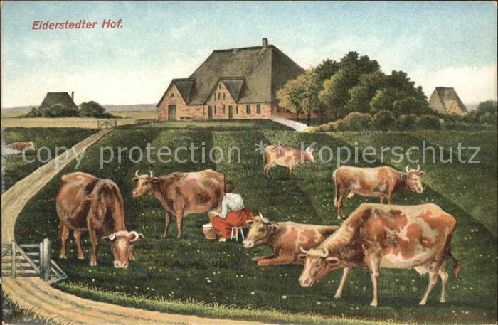 Friedrichstadt Eider Eiderstedter Hof Kuehe melken