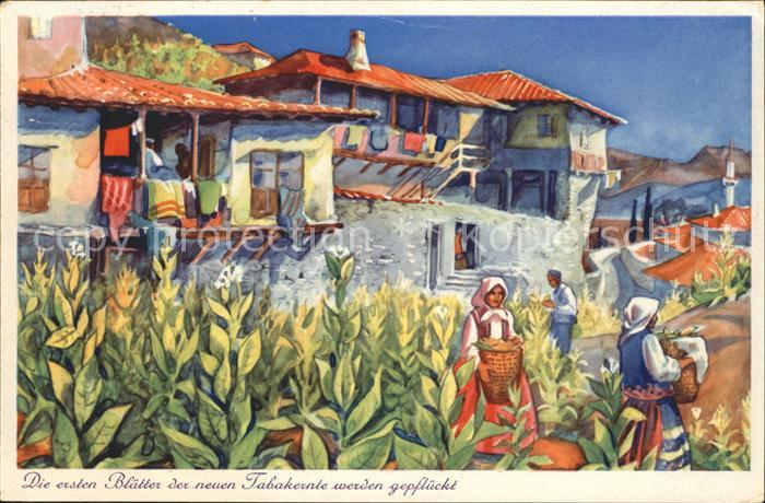 Tabak Blaetter Tabakernte Melnik Bulgarien