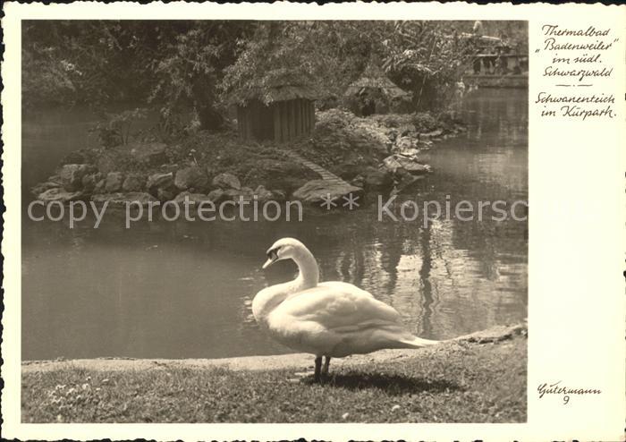 Foto Gutermann Nr. 9 Thermalbad Badenweiler Schwanenteich im Kurpark