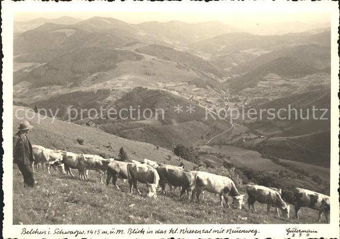 Foto Gutermann Nr. 250 Belchen Schwarzwald Kleines Wiesental Neuenweg Kuehe
