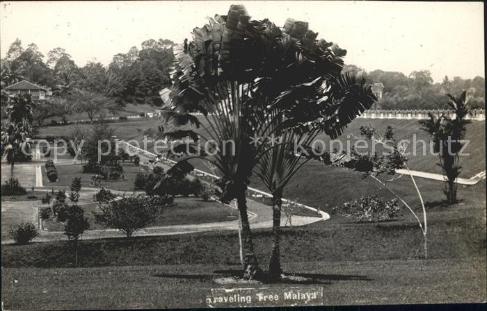 Malaya Malaysia Tree