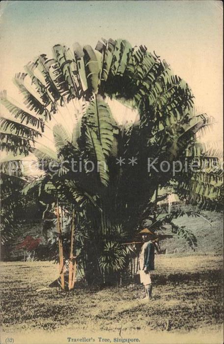 Singapore Travellers Tree