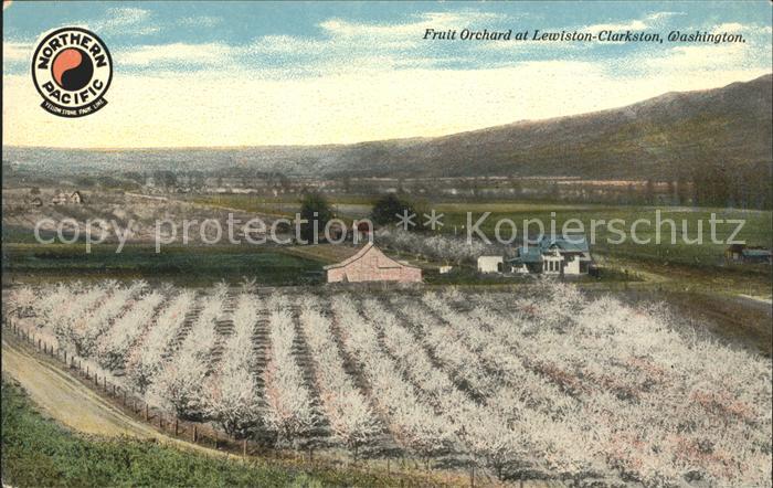 Clarkston Washington Fruits Orchard at Lewiston