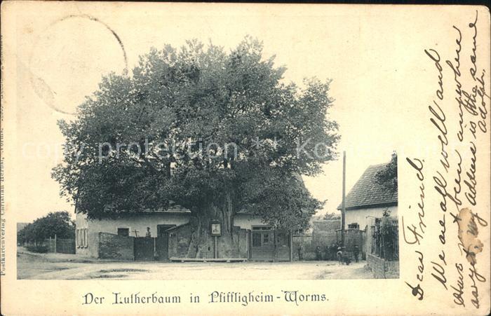 Pfiffligheim Worms Der Lutherbaum