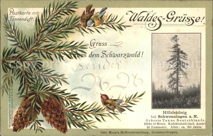 Schwenningen Neckar Hoelzlekoenig Groesste Tanne Deutschlands