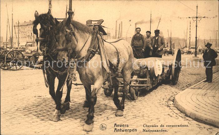 Antwerpen Anvers Natiepaarden