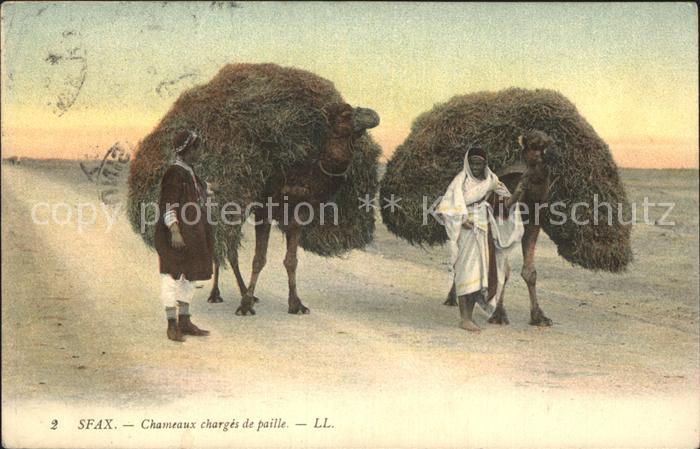 Sfax Tunesie Chameaux charges de paille