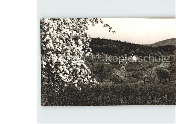 Waldhilsbach Teilansicht Baumbluete