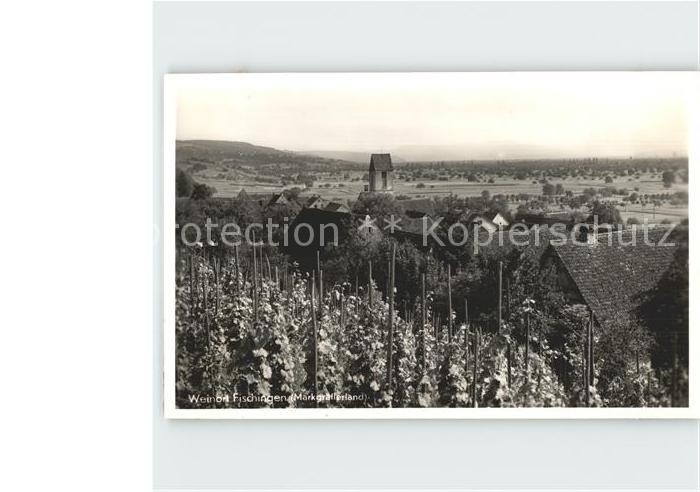 Fischingen Baden Panorama Reben