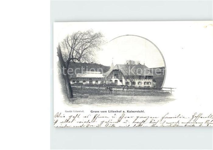 Kaiserstuhl Region Gestuet Lilienhof