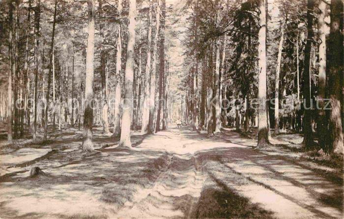 Riga Lettland Waldweg