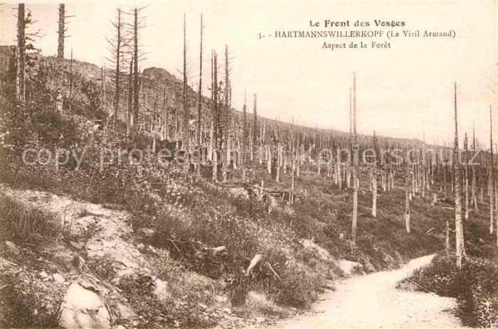 Hartmannswillerkopf Aspect de la Foret