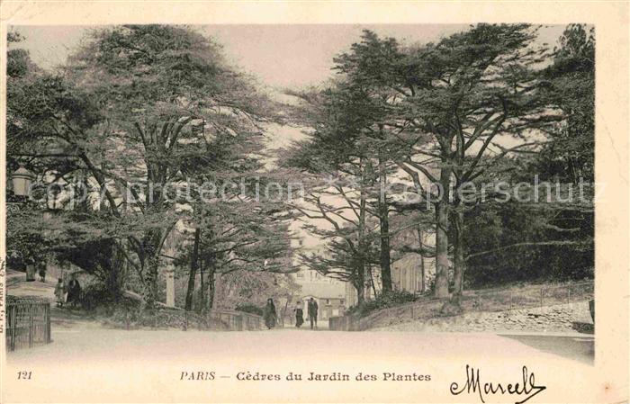 Paris Cédres du Jardin de Plantes