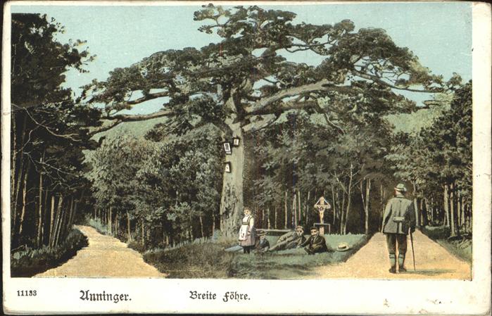 Baeume Trees Breite Föhre Unninger