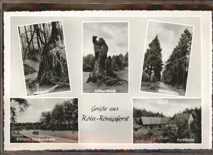 Koeln Rhein Königsforst