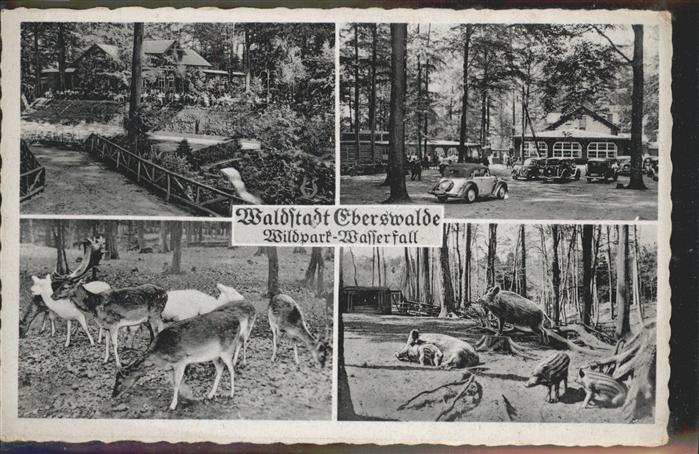 Eberswalde Wildpark Wasserfall Hirsch Reh Wildsche