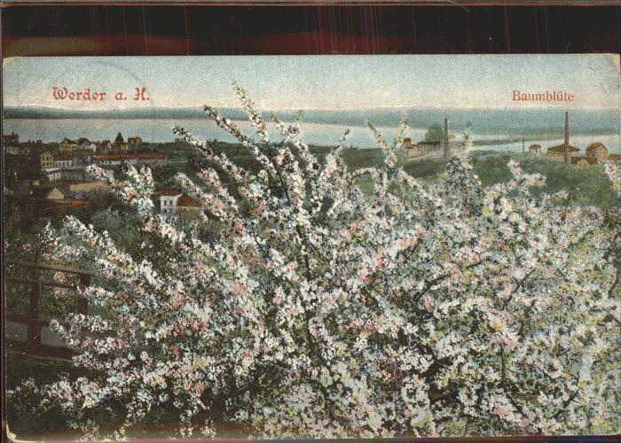 Werder Havel Baumblüten