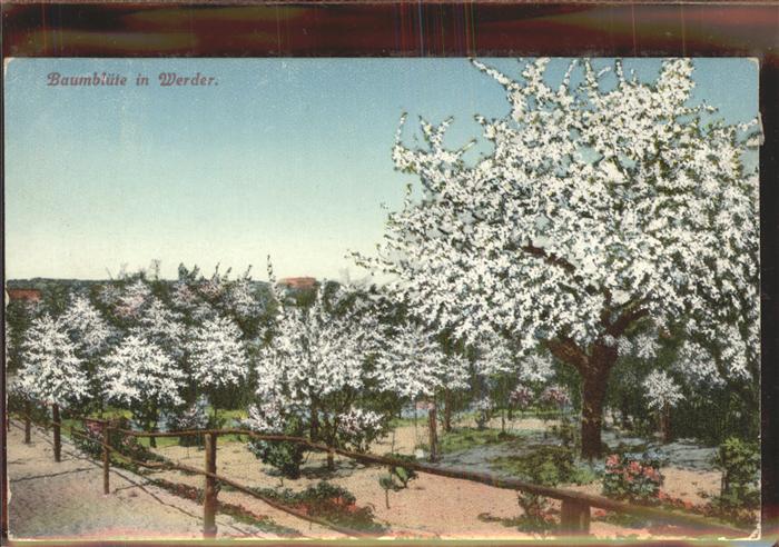 Werder Havel Baumblüten