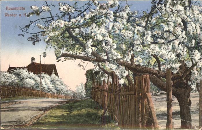 Werder Havel Baumblüten