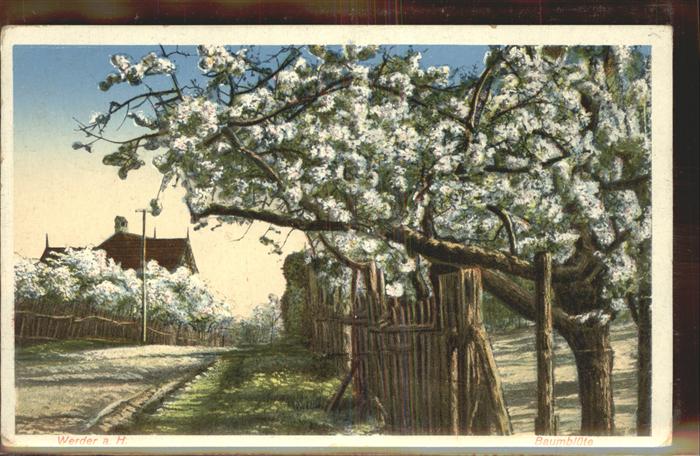 Werder Havel Baumblüten