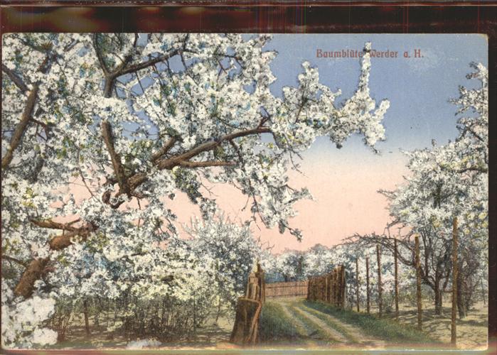 Werder Havel Baumblüten