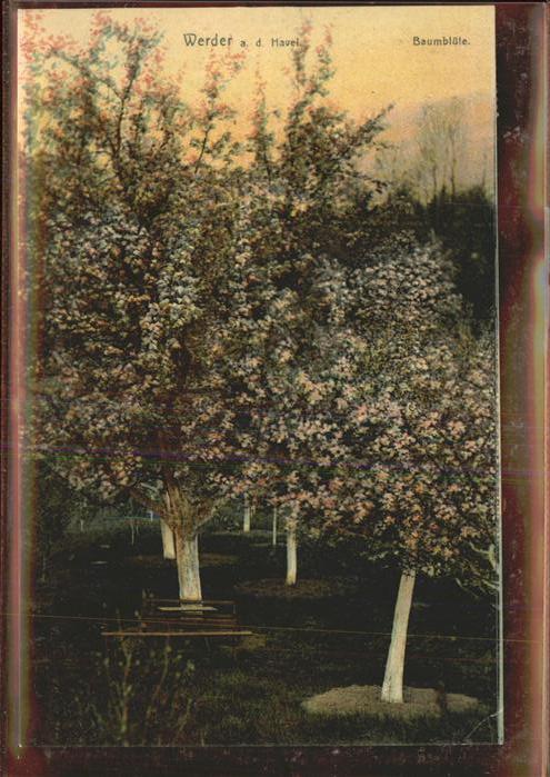 Werder Havel Baumblüte