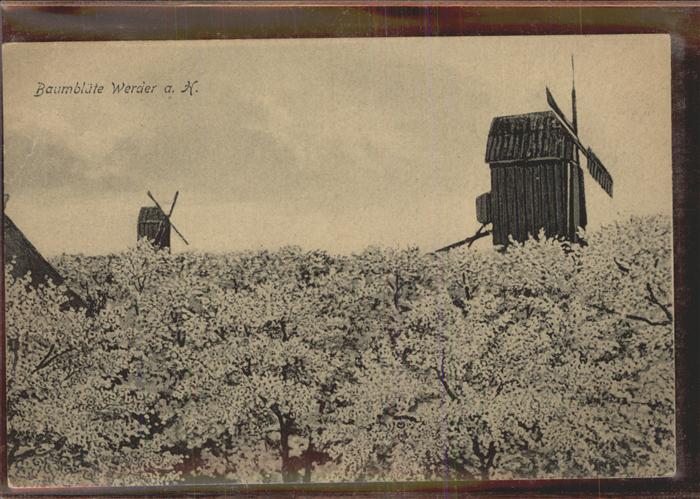 Werder Havel Baumblüte mit Schleichsmühlen