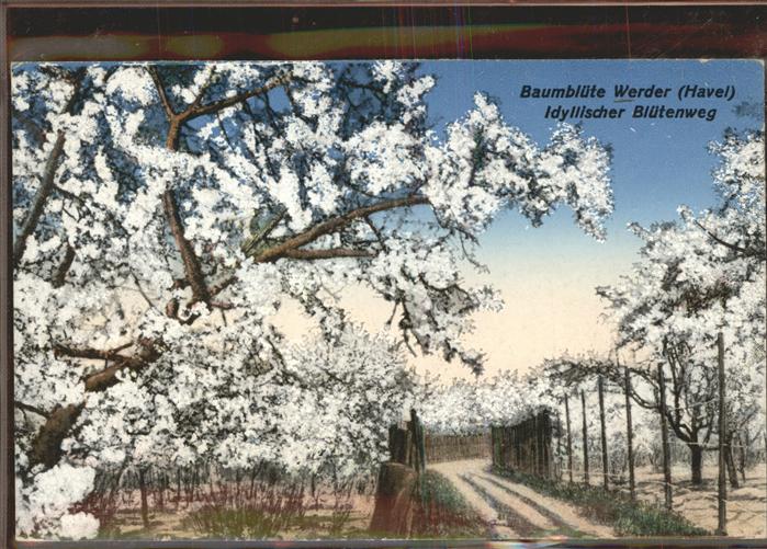 Werder Havel Baumblüte mit Blütenweg