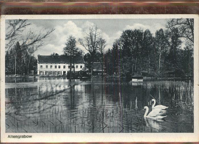 Altengrabow See Schwan